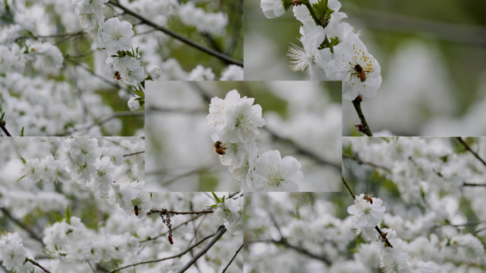 清新素雅的春天-蜜蜂在白色花丛采蜜的素材
