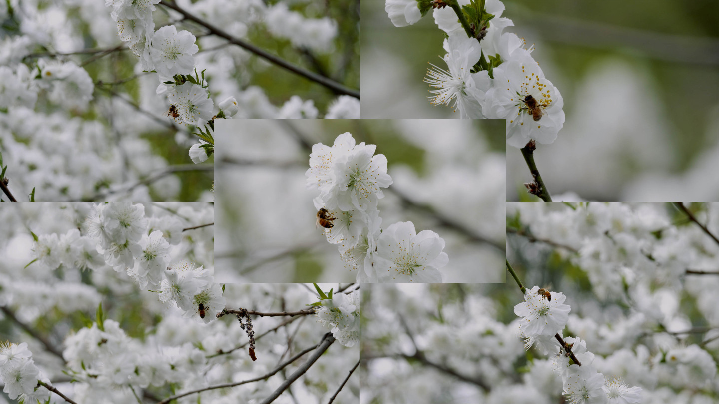 清新素雅的春天-蜜蜂在白色花丛采蜜的素材