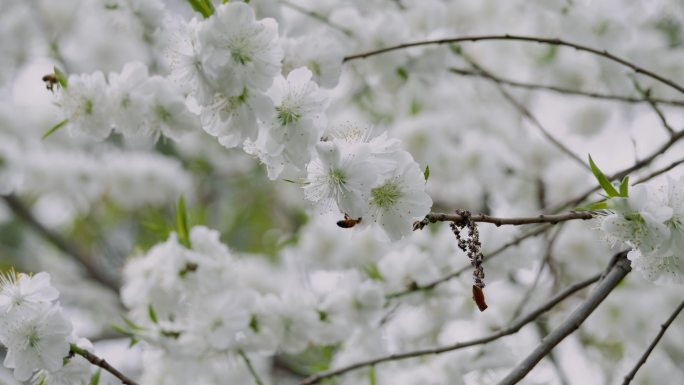 清新素雅的春天-蜜蜂在白色花丛采蜜的素材