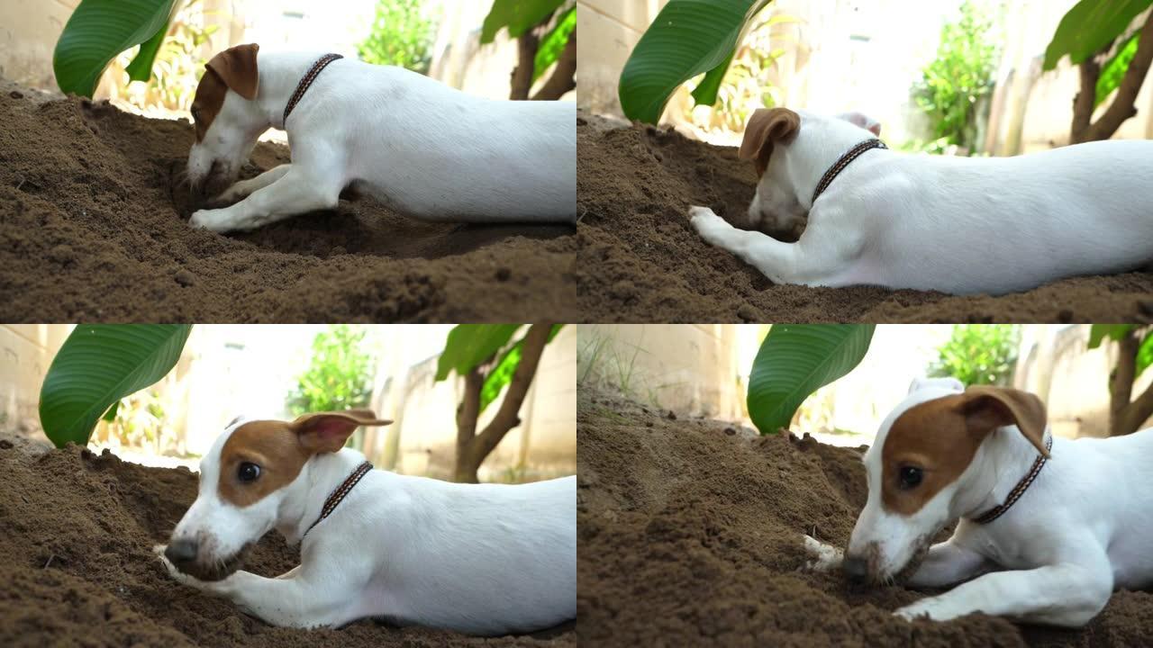 杰克罗素梗狗与挖洞的幸福