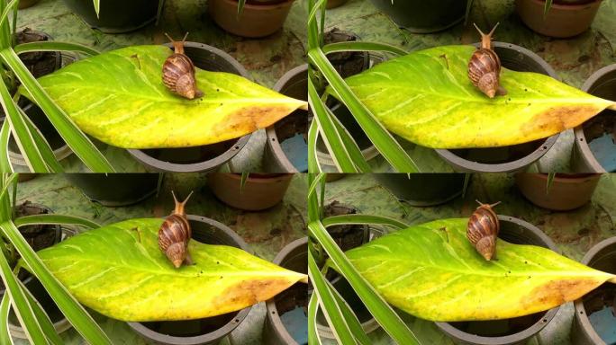 一只蜗牛在黄绿色的叶子上向后移动。