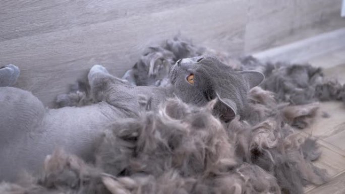 灰色的英国家猫躺在地板上，一堆羊毛。慢动作