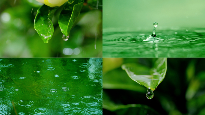 下雨叶子滴水涟漪意境