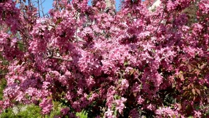 春天粉红色的桃枝在晴天，芬芳的花朵在微风中摇曳。苹果树花海棠