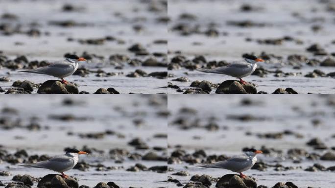 一级保护动物黄嘴河燕鸥在江滩上歇息