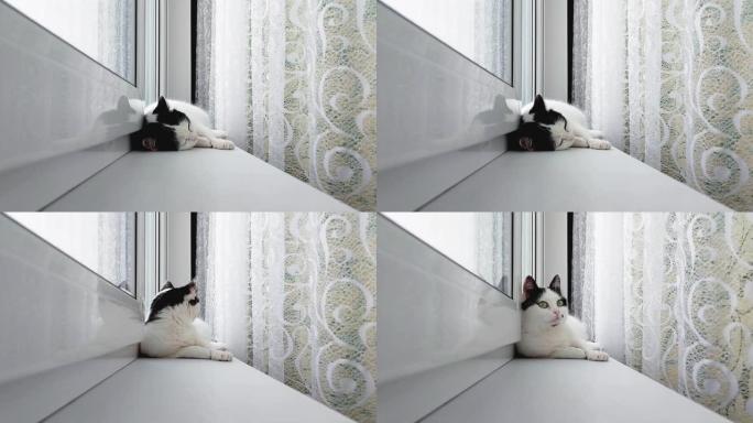 窗台上的窗户附近躺着一只黑色斑点的白色家猫，特写