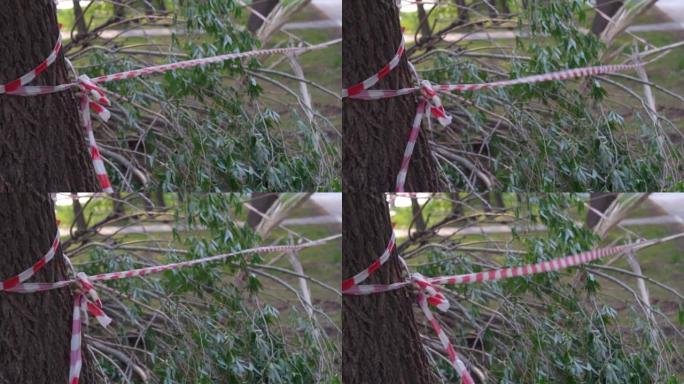 倒下的树被红色和白色的丝带包裹着。强风吹过的断树。选择性聚焦