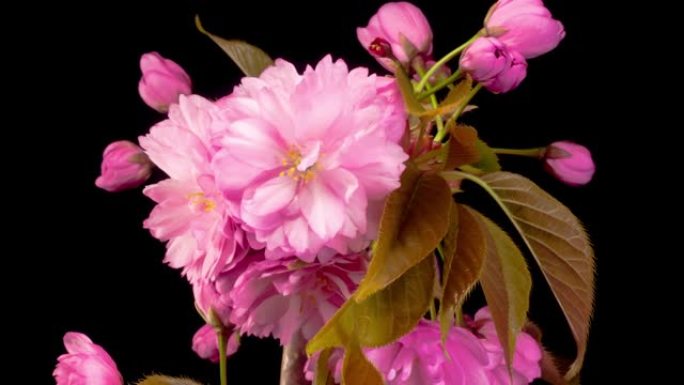 樱花。美丽开场的时光流逝粉色樱花花束。