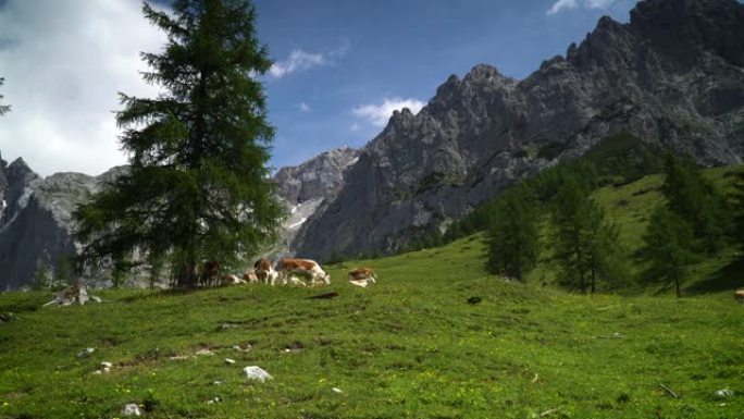 达克斯坦的山牛畜牧业牛儿大牛