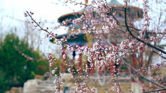 实拍国风意境桃花古建桃花