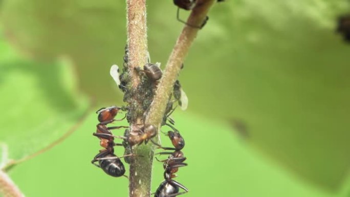 植物茎上的蚂蚁和蚜虫。