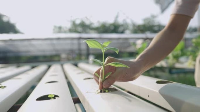 女农民将年轻的小植物放在水培系统上，用手轻轻滴下幼苗的根，以吸收矿物质营养，以生长，蔬菜供应商行业，