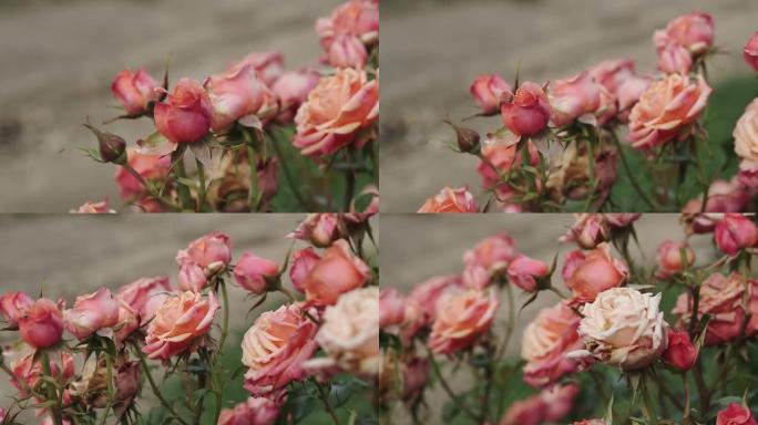 一朵粉红色的玫瑰在玫瑰丛上的夏季花园里绽放。花瓣上有雨滴的玫瑰花特写。