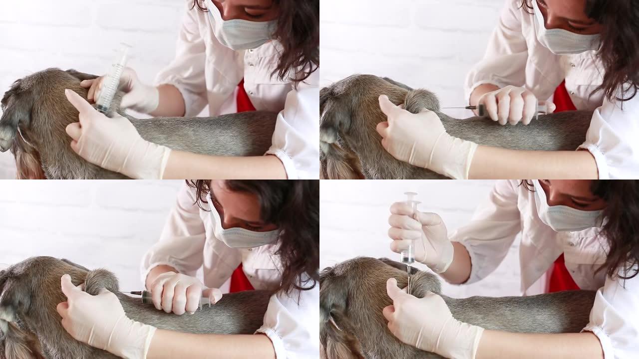 兽医做疫苗接种