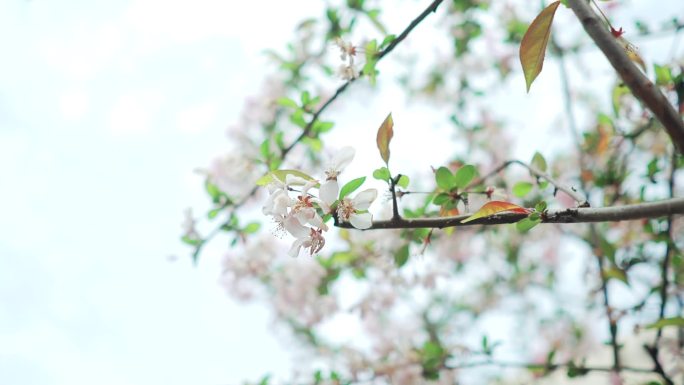 户外小清新枝头上的梅花鲜花春天