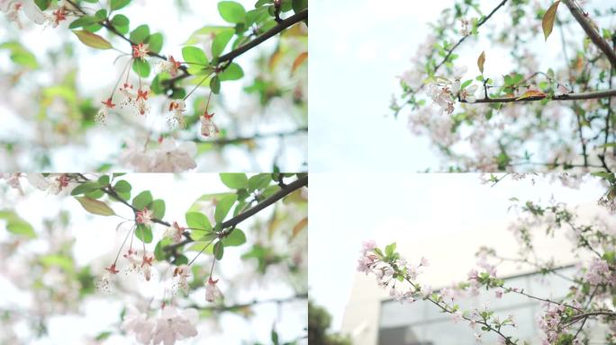 户外小清新枝头上的梅花鲜花春天