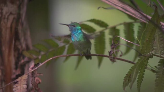 蜂鸟科 (Trochilidae) 是小鸟目中的一个科。从阿拉斯加和拉布拉多到火地岛，有350多个已