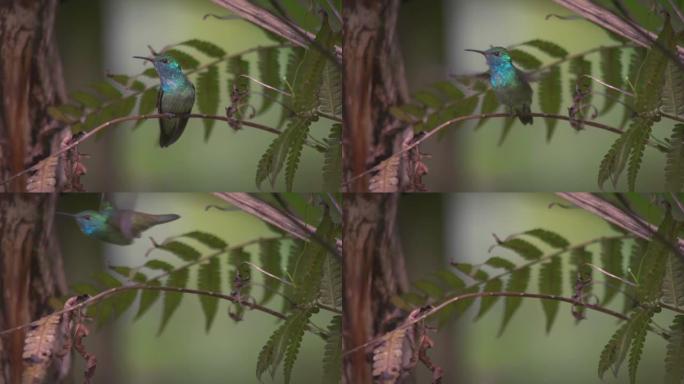 蜂鸟科 (Trochilidae) 是小鸟目中的一个科。从阿拉斯加和拉布拉多到火地岛，有350多个已