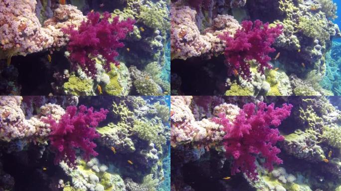 红海水下背景海底软珊瑚。