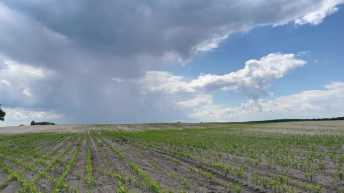 雨云背景下的玉米田。
