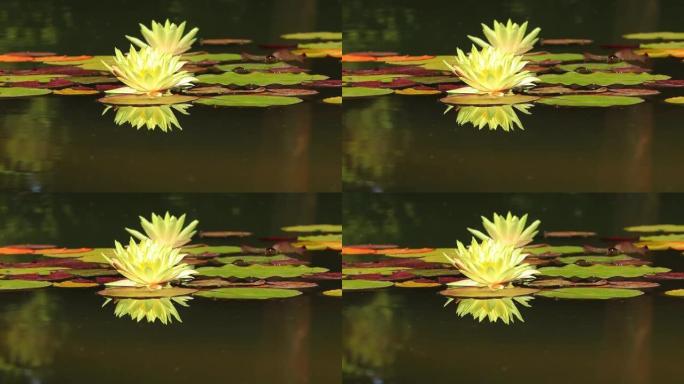 池塘里的黄莲睡莲花和绿叶