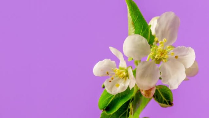 苹果花旋转并以horisontal格式绽放在粉红色背景下的4k视频。春天里有复制空间的苹果花视频。