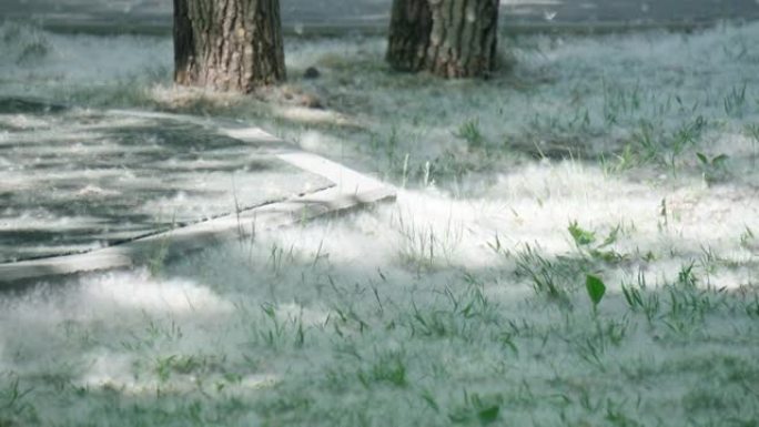 白杨绒毛在草地上收拢，柔和聚焦。过敏季节。健康危害概念。