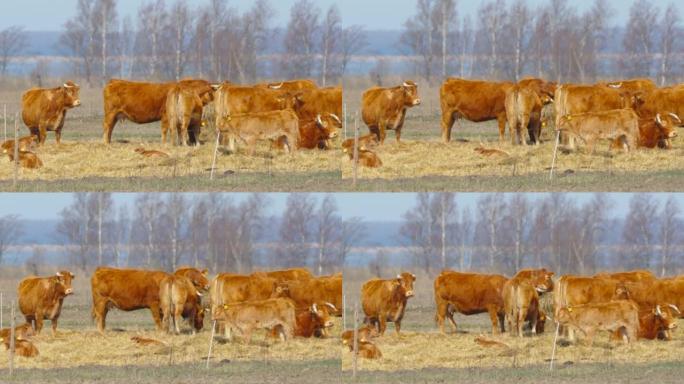爱沙尼亚干草场上的一群大棕色奶牛