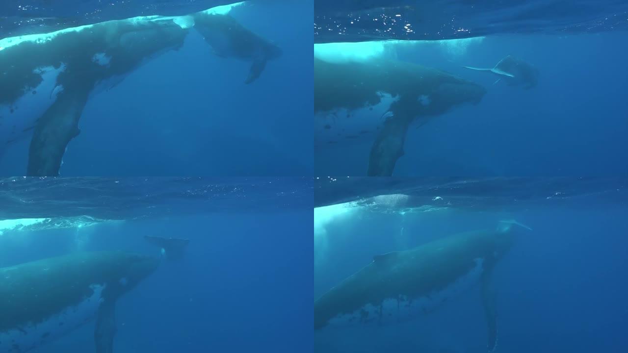 太平洋水下鲸鱼家族田园诗。