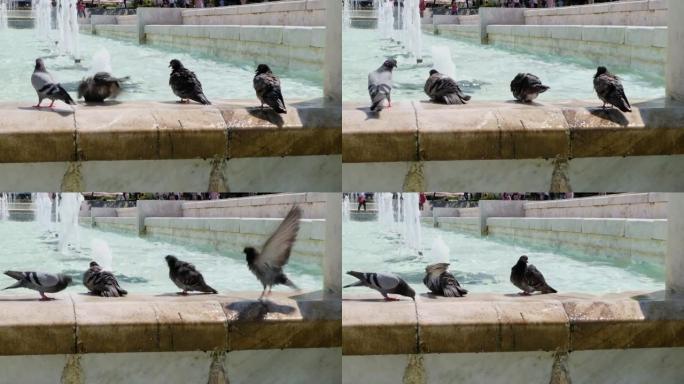 在炎热的夏日，鸽子在喷泉中沐浴，最后一只鸟起飞