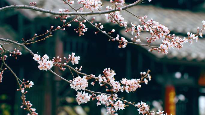 实拍春天国风意境桃花枝特写