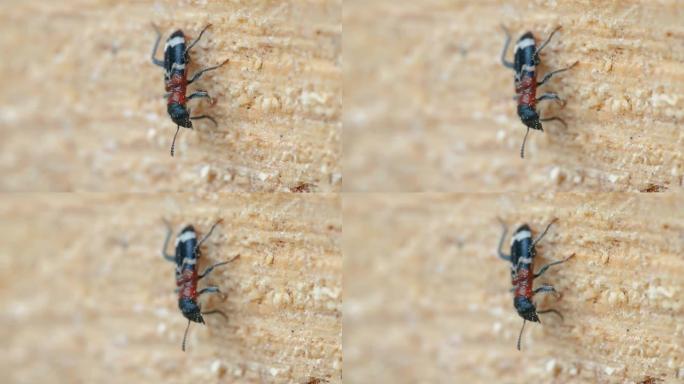 爱沙尼亚树干上的红色甲虫的近距离观察