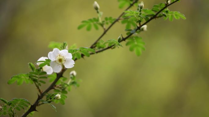 春天户外盛开的白蔷薇