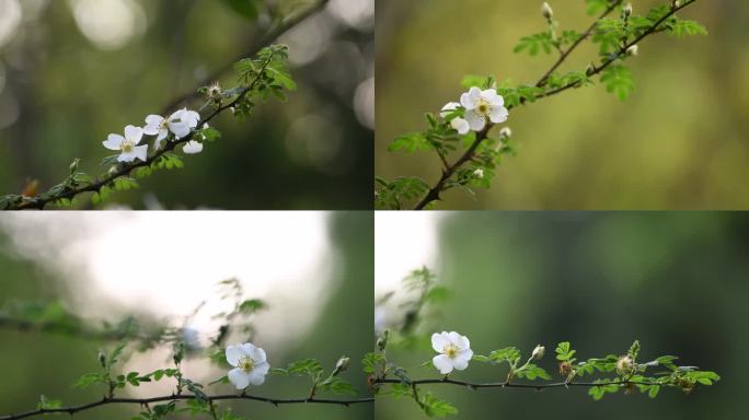 春天户外盛开的白蔷薇