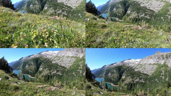 在奥地利卡林西亚的Koelnbrein大坝旁生长的野花草甸。大坝周围是高高的高山山峰。陡坡。谷底有一