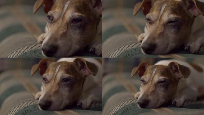 生病的老狗杰克罗素梗躺在沙发上，悲伤地看着
