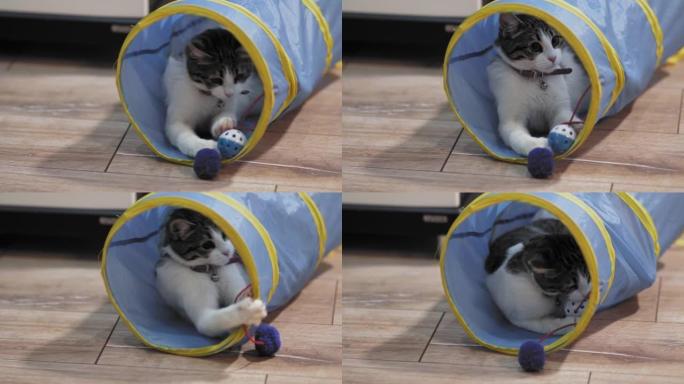圈盒里嬉戏的猫，玩弄吊球