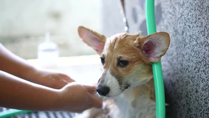 柯基犬有淋浴水疗和按摩