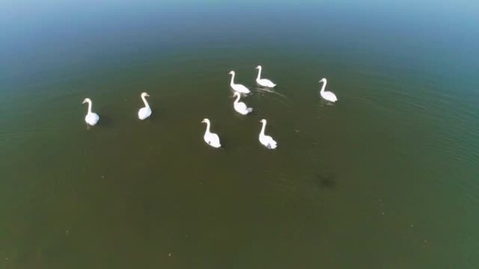 空中视频白天鹅在野外的湖上