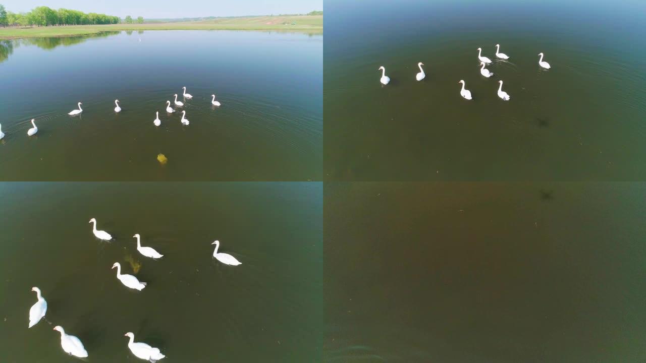 空中视频白天鹅在野外的湖上