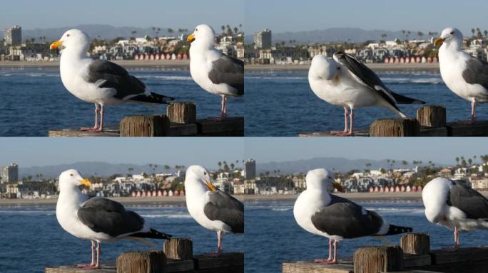 木制码头栏杆上的海鸥。鸟在海边靠近。加州。海滨别墅。