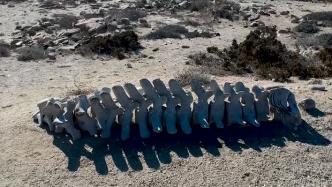 鲸鱼椎骨躺在沙滩上，背景是大海