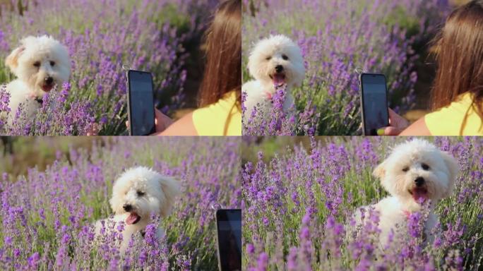 女人在薰衣草田里给她的微型狮子狗拍照。