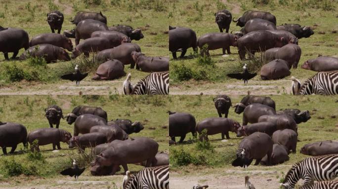 非洲水牛和斑马在热带稀树草原上放牧
