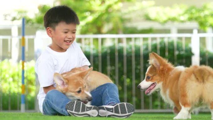 亚洲孩子和威尔士小柯基犬在花园里玩耍