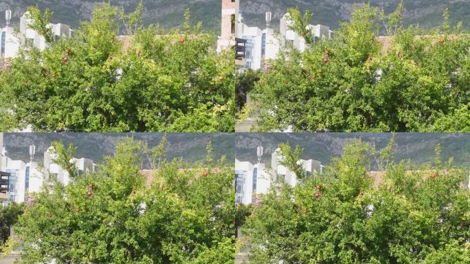 夏季，绿色茂密的石榴树和红色的大果实生长在当地建筑物与岩石山丘之间的小花园里