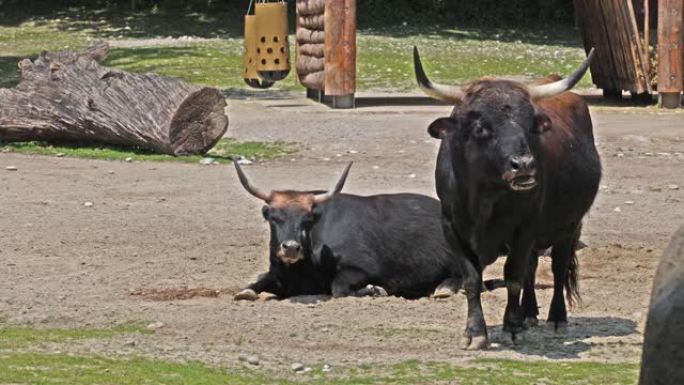 Aurochs，Bos primigenius taurus在德国公园-国内高地牛