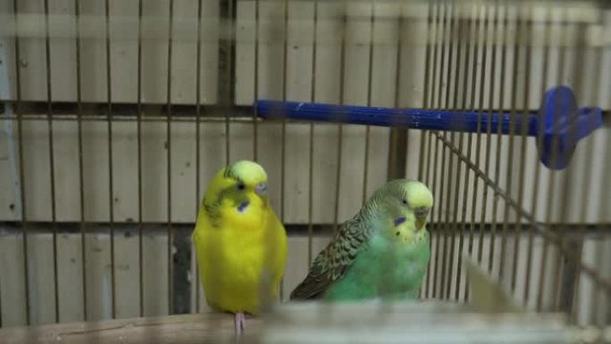 笼中两只黄色和蓝色的虎皮鹦鹉。