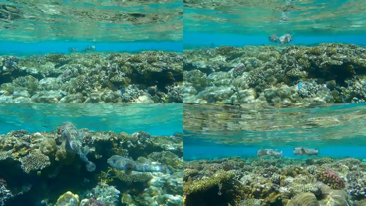 珊瑚礁上斑马鱼的交配游戏。Ajargo、巨猪斑鱼或斑点豪猪鱼 (Diodon hystrix)