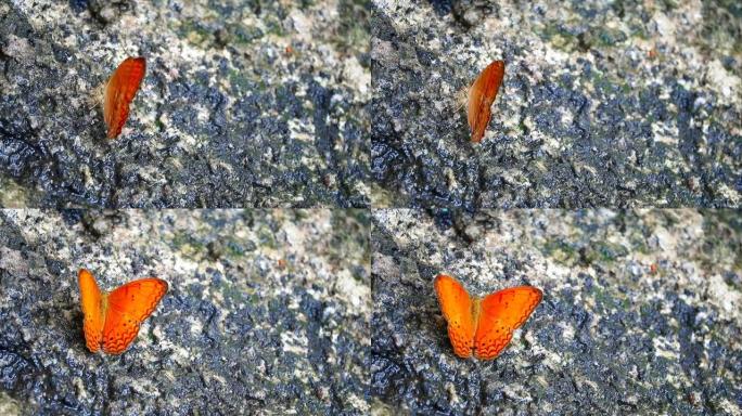 夏季，橙色蝴蝶栖息在森林的岩石上